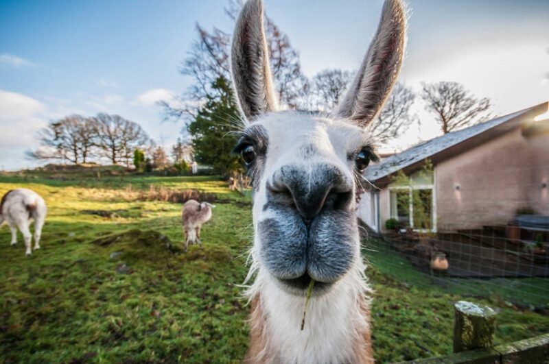 Tandy the llama looking into the camera in a grassy field at Gilpin, with other llamas grazing behind.